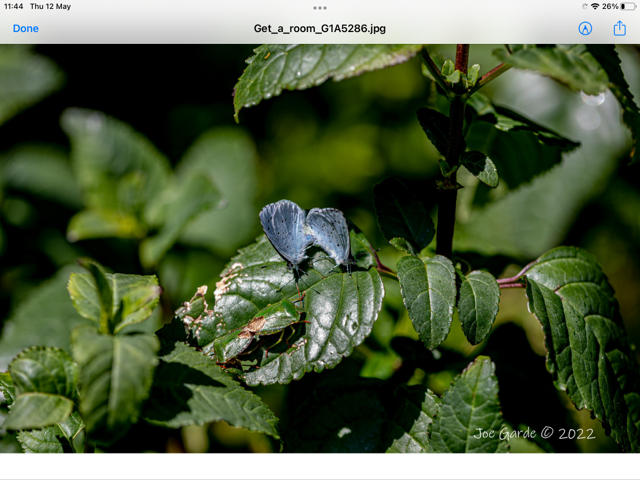 Shield Bug with Holly Blue butterflies