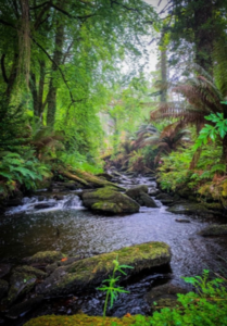 Kells Bay Gardens, Kerry